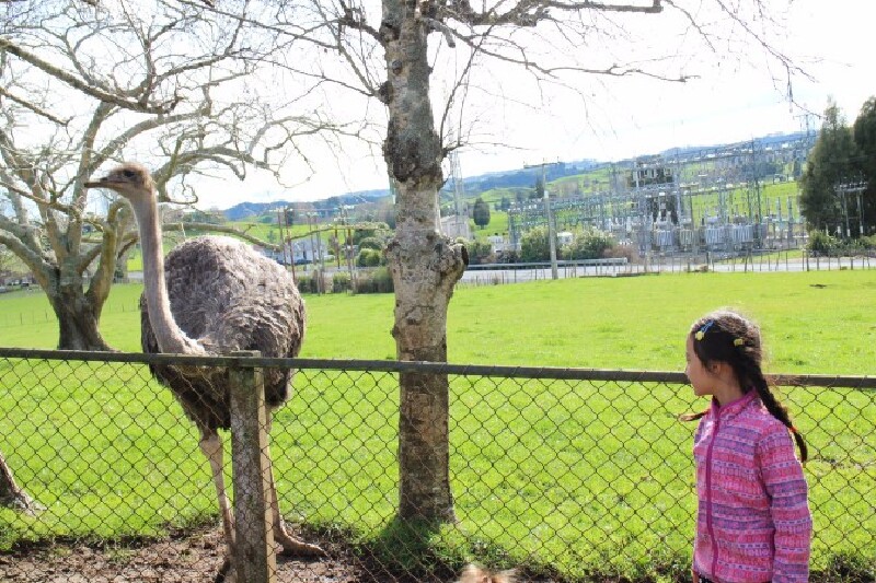 即刻出发,开车房车去新西兰兜风