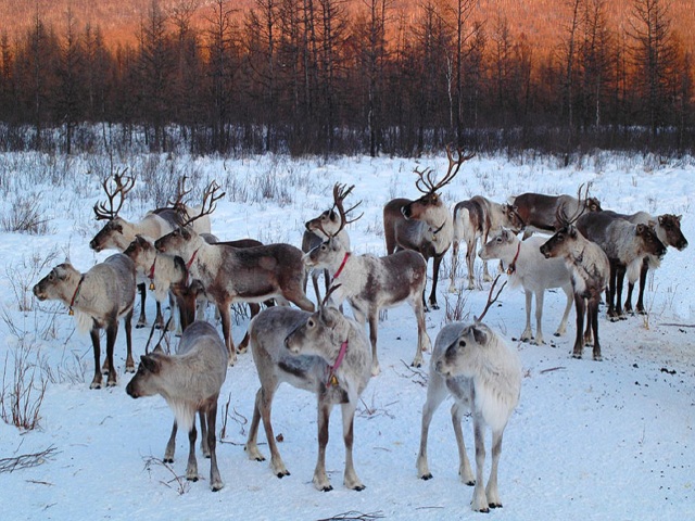 <海拉尔-牙克石-额尔古纳-根河-满洲里-冰雪那达慕6日游