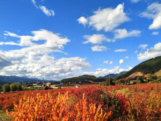 现在去云南旅游多少钱_去云南旅游参团_柬埔寨云南旅游