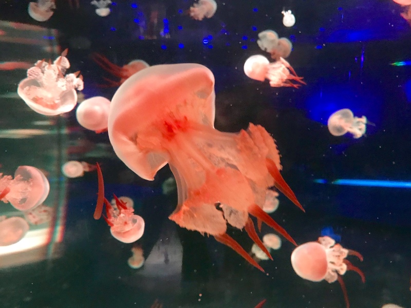 我觉得,人类对于很多外星生物形态设计的灵感,应该都来自于水母和章鱼