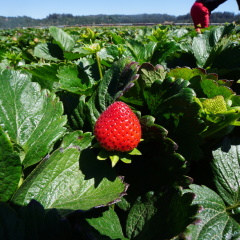 strawberry farm