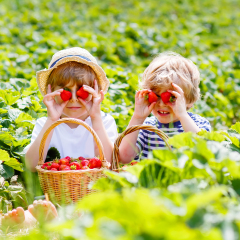 Two little sibling kids boys having fun on strawberry farm in summer. Children, cute twins eating healthy organic food, fresh berries as snack. Kids helping with harvest.
