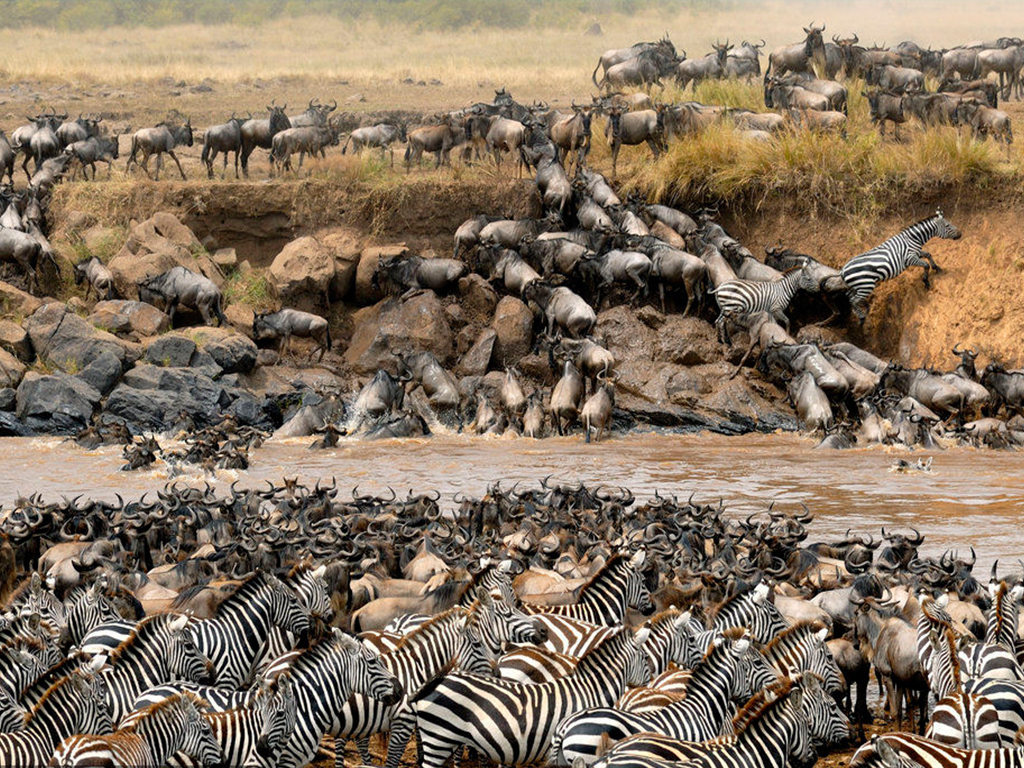 动物大迁徙图片