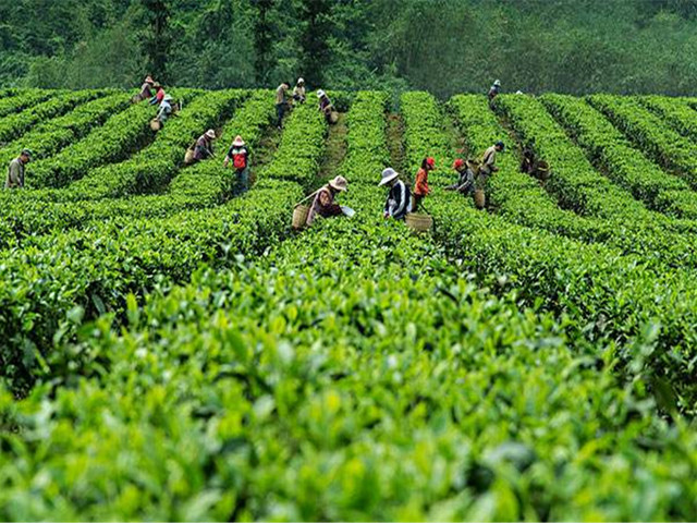 现在茶园主要种植英德红茶绿茶,英红九号,鸿雁十二号,金萱,水仙等茶树