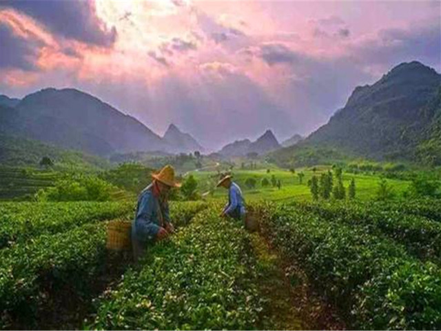 现在茶园主要种植英德红茶绿茶,英红九号,鸿雁十二号,金萱,水仙等茶树