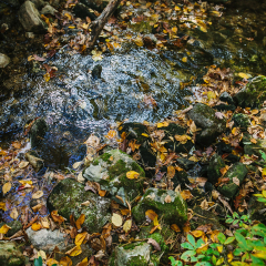 Autumn leaves in mountain river
