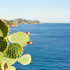 Prickly pear cactus with sardinia's sea view in background - Wild island in middle of mediterranean sea - Landscape and vacation concept for summer holidays - Focus on fruits leave - Soft vivid filter