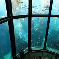 Monterey Bay Aquarium, US, September 18 - Tank in the main hall with fishes, September 18, 2014.