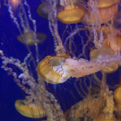 Pacific sea nettle jellyfish, Chrysaora fuscescens, is found along the coast of California and Oregon in the United States.