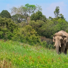 Asia elephant walking in the grass field at the hill in national park around by green forest