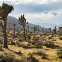 Joshua Trees growing in the desert - Joshua Tree National Park, California