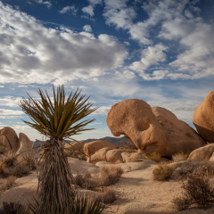 Joshua Tree National Park Yucca Valley in Mohave desert California USA