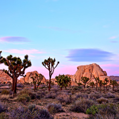 Joshua Tree National Park at Sunset, USA