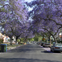 A wonderful american street and exlusive properties from our dreams.