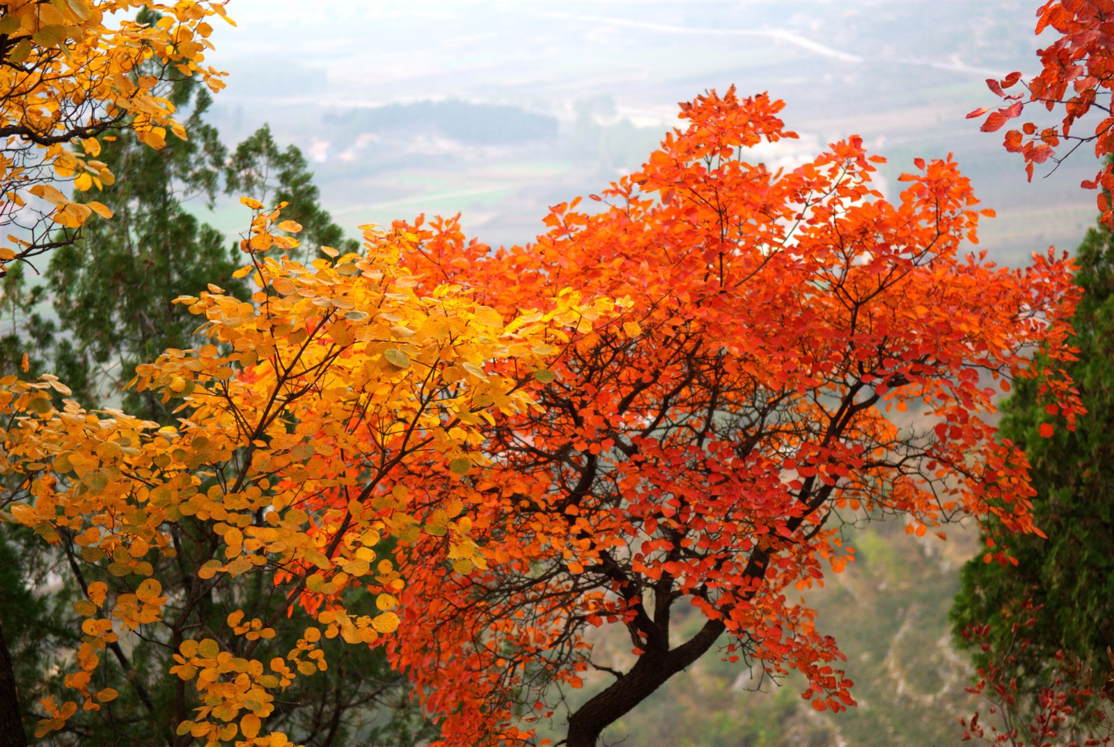 蒙山美食任性吃 秋季来临,山楂红了,苹果熟了,柿子软了.