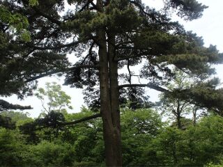 黃山旅游團(tuán)_去黃山游怎么省錢_到黃山旅游多少錢