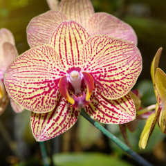 Phalaenopsis Orchid flower, Orchids is considered the queen of flowers in Thailand