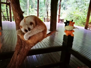 云南西雙版納旅游要多少錢2021_云南西雙版納旅游要多少錢跟團_云南西雙版納報團多少錢