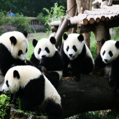 景点模块 