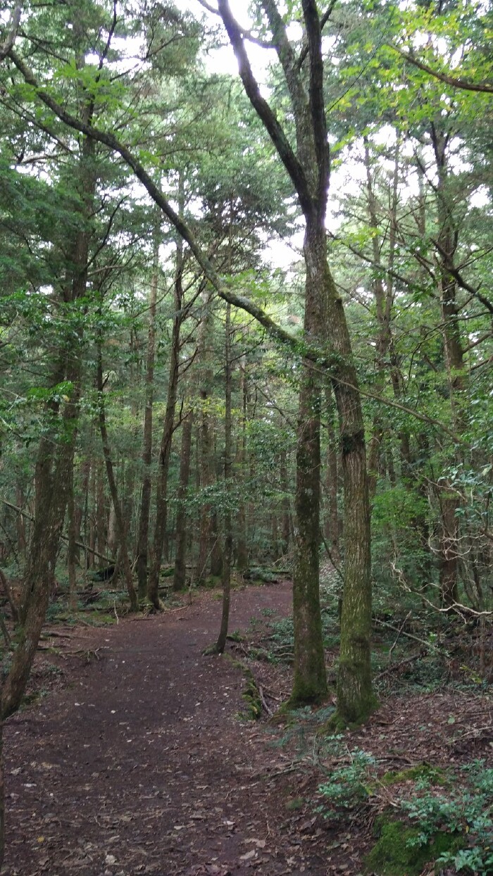 【途牛首发【我的小长假*寻找青木原树海*