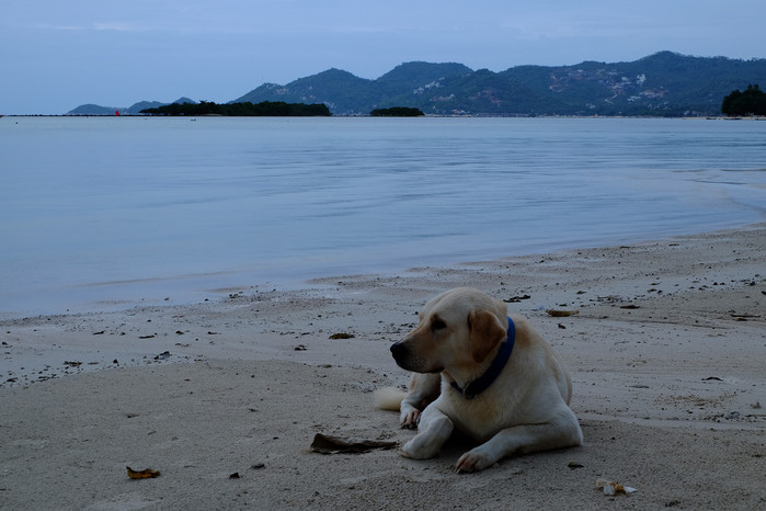 略带腥味的微风掠过无人的海滩,只有一条温顺的大狗与我相伴.