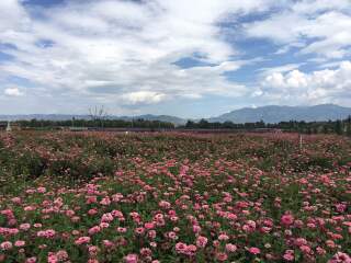 云南瀘沽湖八月份旅游_旅游團(tuán)云南瀘沽湖_云南瀘沽湖旅游價(jià)格多少
