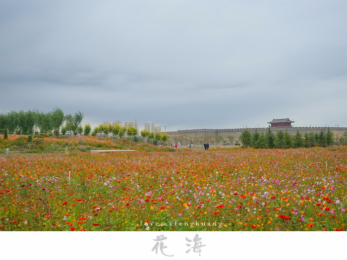 秋日,偶遇一片格桑花 在正定南城门前有一大片花海—南关花海 少了