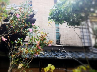 日本游十一天需要多少钱_年底去日本旅游_去日本旅游随团