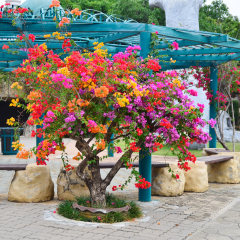 Flower Bougainvillea, Nong nooch botanical garden, decorative flowerbed, Thailand, multicoloured blooming tree