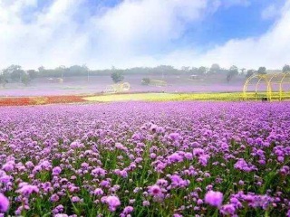 到大連旅游多少錢_大連跟團(tuán)游與自由行_2021去大連跟團(tuán)多少錢
