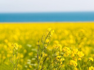 青海湖旅游花多少錢_暑假青海湖游價格_青海湖旅游費(fèi)用