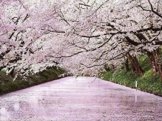日本雙飛十日游很便宜_到日本旅游報(bào)團(tuán)價(jià)格_旅游去日本