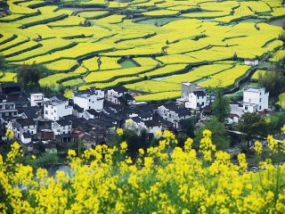 黃山旅游團(tuán)_去黃山游怎么省錢_到黃山旅游多少錢