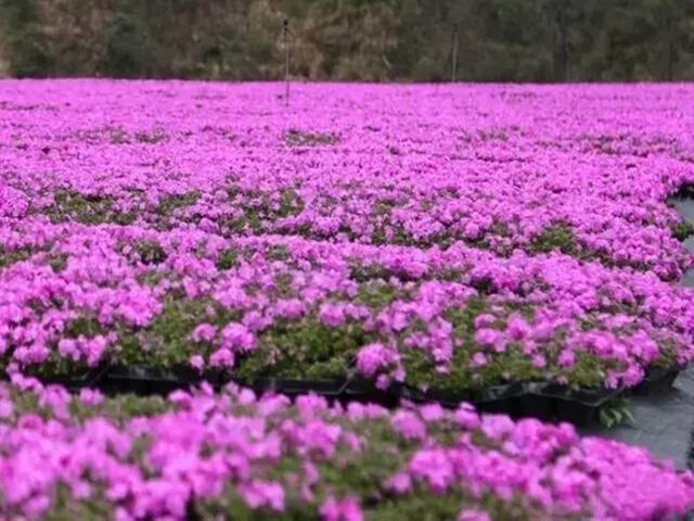 樱花河高清