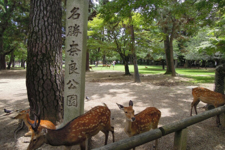 <日本关西6日游>大阪吃遍世界美食，品尝正宗日式美味，京都邂逅千年时光，奈良打卡网红公园
