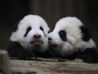 成都高端品质旅游团_成都旅游中国_成都旅游团观光