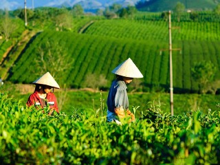 云南西雙版納游8月份報(bào)價(jià)_云南西雙版納旅游需要多少錢_云南西雙版納游價(jià)格