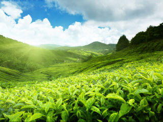 云南西雙版納游8月份報(bào)價(jià)_云南西雙版納旅游需要多少錢_云南西雙版納游價(jià)格