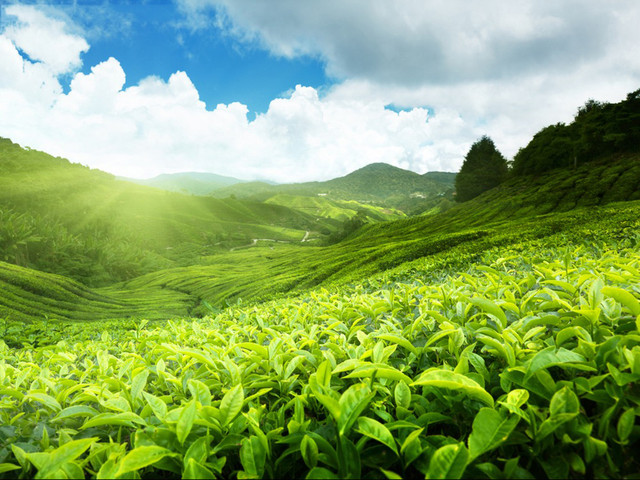  云南昆明-普洱-西双版纳双飞6日游>1晚温泉泡汤,露天泳池,万亩茶园