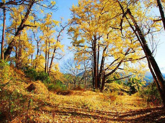  清远欧家梯田2日游>油岭瑶寨,万山朝王,峡天下悬崖绝壁栈道,百亩银杏