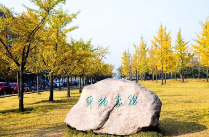 醉美师大"银杏路" 金华的浙师大不仅是著名学府,校园的风景