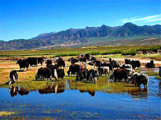 2021去青海旅游團(tuán)報(bào)價(jià)_近期青海游價(jià)格_青海旅游大約多少錢(qián)