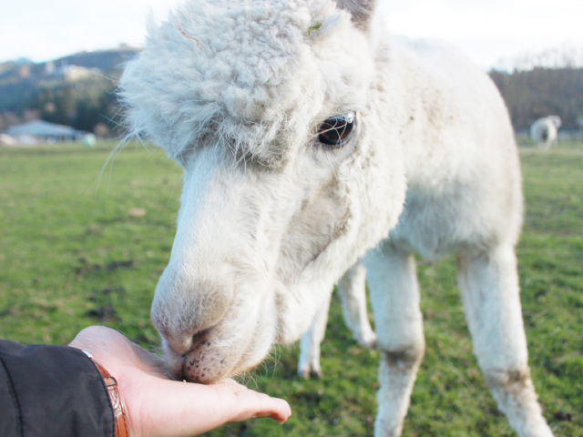 http:\/\/www.tuniu.com\/tours\/210204785