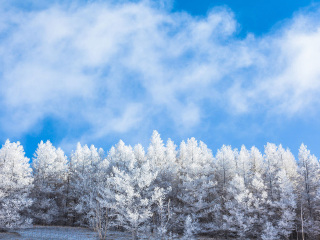 東北亞布力滑雪旅游價格多少跟團_東莞到東北亞布力滑雪游_去東北亞布力滑雪報團多少錢