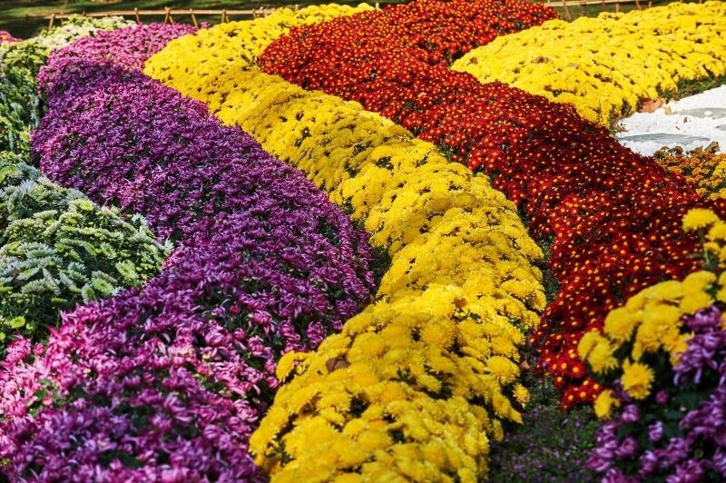 2017松江菊花文化节于9月29日至11月26日,在松江区五厍农业观光园虹华