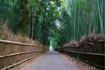 <日本京都大阪周边游-奈良-岚山一日游>大阪往返，一人成团，中文导游，游岚山，搭乘岚电，到奈良神鹿公园，喂梅花鹿（当地参团）