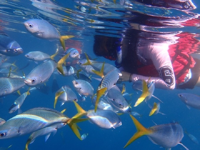 海洋之心有什么用处 Cii-VVoT97WIJ4vmAAHtBp8-x68AADhQAORfc8AAe0e836_w800_h0_c0_t0.jpg