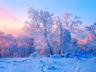 亞布力雪鄉(xiāng)旅游報價_亞布力雪鄉(xiāng)自由行費(fèi)用_到亞布力雪鄉(xiāng)旅游
