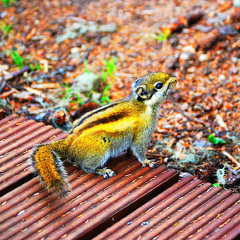 香格里拉 景点模块