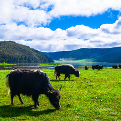 香格里拉 景点模块
